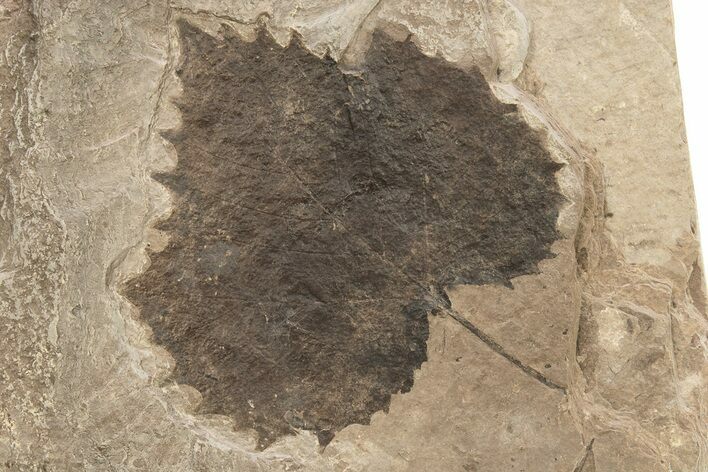 Fossil Sycamore Leaf (Platanus) - Nebraska #262312